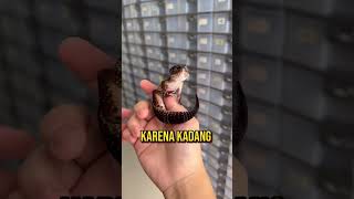 Cek IG  wachigeckoid jika ingin beli gecko 🫶🏻 [upl. by Netsrik]