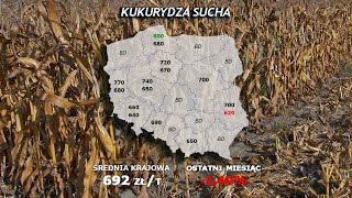 231 agro wiadomości nonstop 21 11 2023 [upl. by Enovaj598]