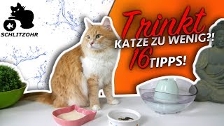 🔥Katze trinkt nicht oder zu wenig  16 Tipps  Katze zum Wasser trinken animieren [upl. by Kristian473]