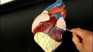 CIRCULATORY SYSTEM ANATOMY Coronary circulation arteries and cardiac veins vessel model description [upl. by Tap]