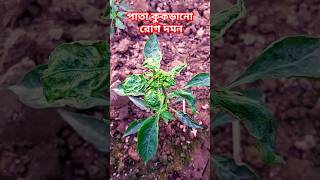 পাতা কোকড়ানো রোগের সমাধান। leafcurl agriculture gardening [upl. by Nitsyrc]