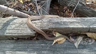 Gopher Snake [upl. by Oralle87]