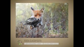 Fotografare il Parco  Foto vincitrici 2020 [upl. by Hambley206]