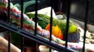 Frell  the Rainbow Lorikeet  Ball play and talking [upl. by Michael]