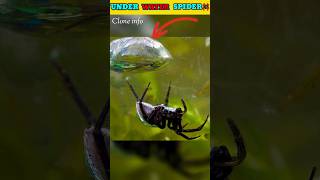 Under water spider factsmine facts youtubeshorts shorts spiderman [upl. by Chaney]