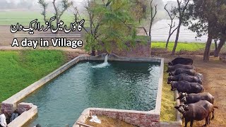 Beautiful Village in Pakistan  Best Lifestyle [upl. by Ahsikit50]