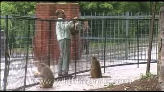 Man feeding macaques [upl. by Ennair]