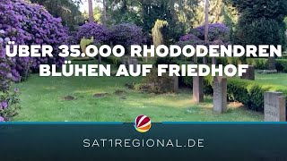 Über 35000 Rhododendren blühen auf Ohlsdorfer Friedhof in Hamburg [upl. by Sebastien]