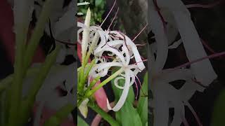 научное название文殊兰文殊蘭（學名：Crinum asiaticum）VID20240606062744 [upl. by Baalman]