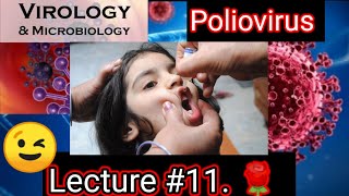 poliovirus 😢poliovirus microbiology poliovirus microbiology lecture 11 picornavirus replication [upl. by Mullen18]