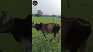 Best moment cow  Cows in the field  মাঠে গরু shortfeed shortsfeed youtubeshorts viralshorts [upl. by Hanschen]