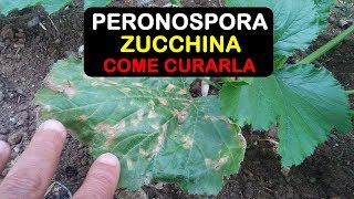 PERONOSPORA ZUCCHINE COME CURARLA [upl. by Lipsey]