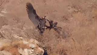 Golden Eagle Fights with Cinereous Vulture for Territory ‎nctaview [upl. by Htebirol]