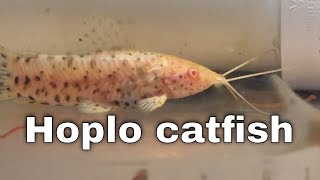 Breeding and keeping the Hoplo catfish  Megalechis Thoracata [upl. by Atinas530]