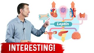 Leptin is an Immune Hormone [upl. by Jari542]