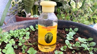 Citronella Oil [upl. by Acimaj]