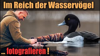 Reiherente und Haubentaucher  fotografieren im Reich der Wasservögel [upl. by Shandy]