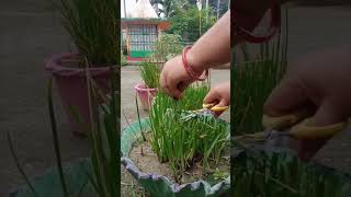 Rain Lily Plant Care Tips 👌💯shorts [upl. by Durward]