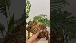 Natural Loofah বানালাম  I made Natural loofah ashortaday shorts loofah diy [upl. by Llednav767]