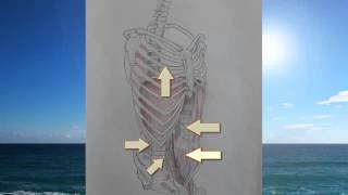 Bauchatmung Anatomie und Physiologie [upl. by Gilder226]