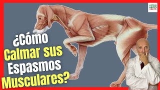 🆘 ¿CÓMO CALMAR LOS ESPASMOS MUSCULARES EN PERROS 🆘 [upl. by Pool516]