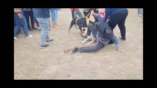 Rottweiler attack Siberian Husky Fight  Dog Show [upl. by Jewelle]