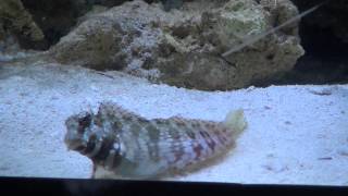 Lawnmower Blenny Salarias fasciatus [upl. by Yliah828]