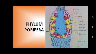 Phylum Porifera Sponges [upl. by Oicafinob921]