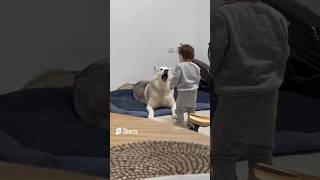 Husky plays with a child Jokes with animals funny dogs Tel Aviv Israel [upl. by Netsrejk]