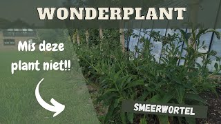 Smeerwortel Bocking 14  de wonderplant in de moestuin [upl. by Ketchum64]