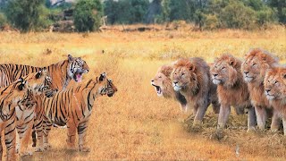 When Tigers And Lions Face Each Other [upl. by Joliet545]