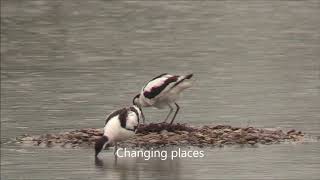 Avocets Recurvirostra avosetta  From mating to new life [upl. by Broder]