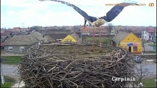 Cuib Barza Alba  White Stork Nest Romania Carpinis  A First Short Visit  O Vizita Scurta [upl. by Ruhtracm324]