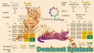 Dominant Epistasis in tamil [upl. by Sulrac]