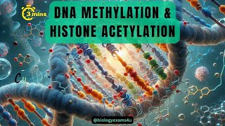 Epigenetic Regulation of Gene Expression Difference between Methylation and Acetylation of DNA [upl. by Ailil961]