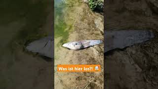 Die sind überall 😟 Auf der Suche nach neuen Angelplatz  angeln fishing fischsterben [upl. by Jarret714]