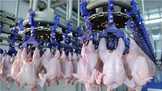 Modern Ultra Chicken Meat Processing Factory Amazing Food Processing Machines [upl. by Onaicnop311]