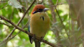 Russetcrowned Motmot and its Call [upl. by Sorel]