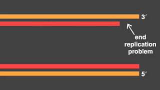 telomere replication [upl. by Ylicis]