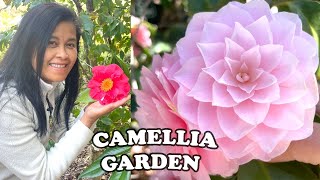 The Best Camellia Garden Ive Ever Seen  Filoli Gardens Camellia Collection🌸 [upl. by Arathorn729]