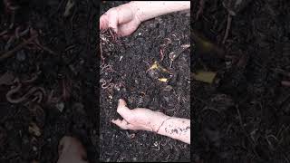 Composting Tip 194 [upl. by Coffeng595]