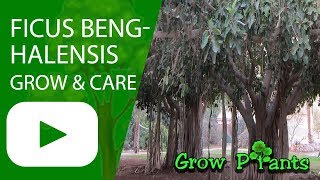 Ficus benghalensis – grow amp care this tree Since 1888 [upl. by Ettelohcin]