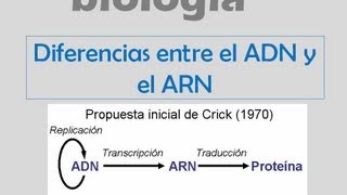 Diferencias entre el ADN y el ARN [upl. by Llebasi]