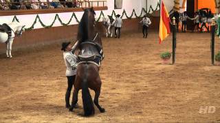 Saltos de caballos  Doma Clásica  Fundación Real Escuela Andaluza de Arte Ecuestre [upl. by Dallas63]