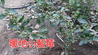 暖地小藍莓種植過程 [upl. by Odysseus]