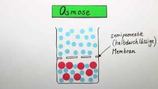 Die Osmose  Biologie  Cytologie [upl. by Orsini834]