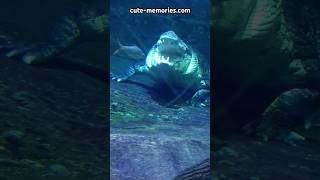 Giant crocodiles 🐊 of Underwater Zoo  Dubai 🇦🇪 crocodiles underwaterzoo dubaimall [upl. by Reh]