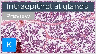 Intraepithelial glands cells and functions preview  Human Histology  Kenhub [upl. by Justin191]