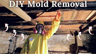 DIY Mold Remediation  Homestead Farmhouse Renovation Ep 2 [upl. by Elockcin]