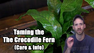 Crocodile Fern Care amp Info Microsorum musifolium [upl. by Boutis]